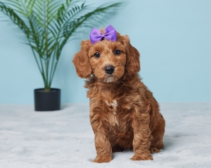 Jetta Cavapoo puppy